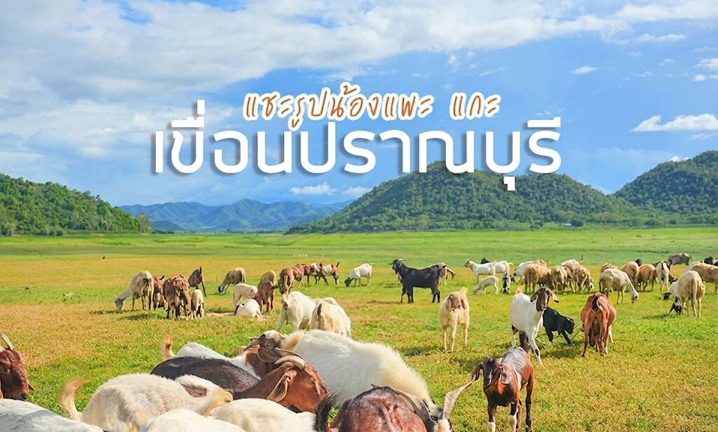 จับแพะชนแกะ
