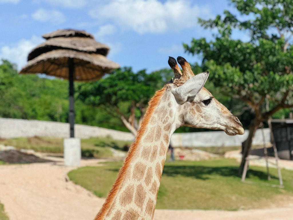 ท่องโลกซาฟารีสุดตื่นตา“HUA HIN SAFARI” สวนสัตว์ซาฟารี