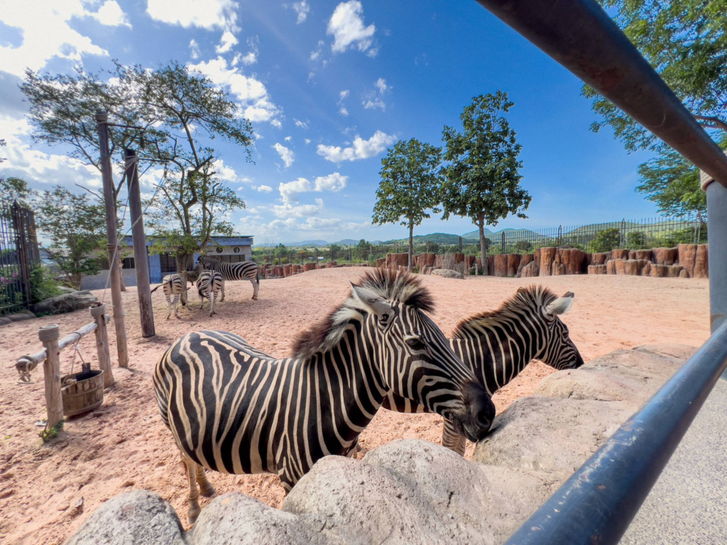 ท่องโลกซาฟารีสุดตื่นตา“HUA HIN SAFARI” สวนสัตว์ซาฟารี