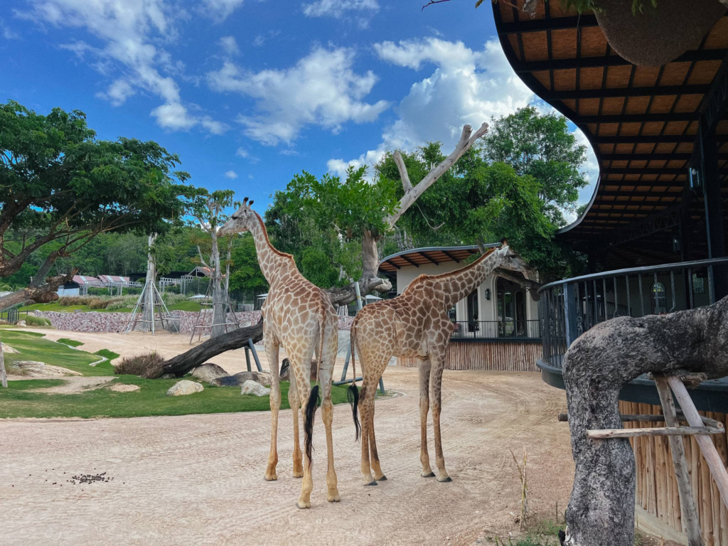 ท่องโลกซาฟารีสุดตื่นตา“HUA HIN SAFARI” สวนสัตว์ซาฟารี